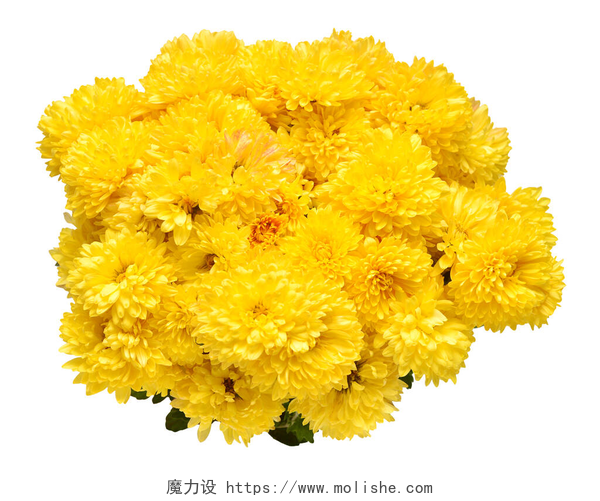 白色背景中的一束黄色菊花菊花黄色,背景为白色.平躺在地上，俯瞰四周